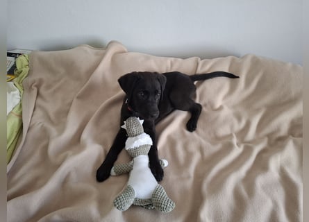 Liebevoller schwarzer Labrador (Rüde)