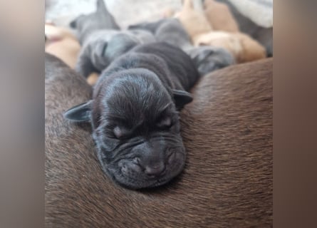 Labradorwelpen