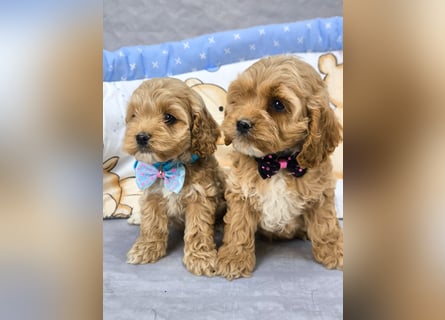 Schöne Cockapoo-Welpen