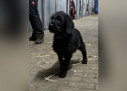 Labradoodle Welpen F2