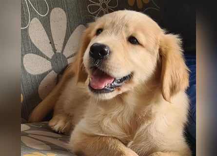 Golden Retriver