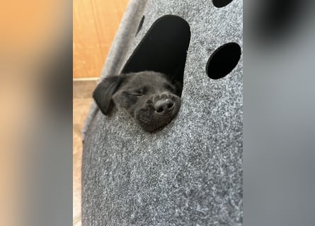 Labrador Mix Welpen