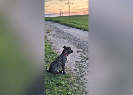 Old Englische Bulldogge Welpe