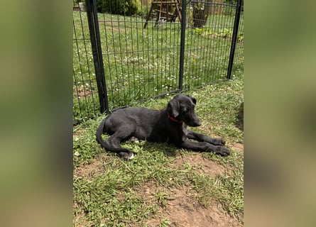 Deerhoundwelpen suchen ein liebevolles Für-Immer-Zuhause