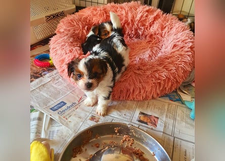 Biewer Yorkshire Terrier, Welpe,Rüde, reinrassig sehr selten
