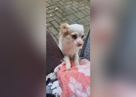 Chihuahua Welpen zu verkaufen