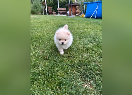 Süße Pomeranian Zwerkspitz Welpen 