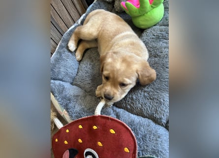 Reinrassige Labrador Welpen m.P. aus liebevoller Zucht