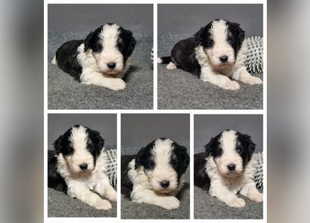 Aussiedoodle Traum ! Bezaubernde Welpen in tollen Farben aus erfahrener+überprüfter Familienaufzucht