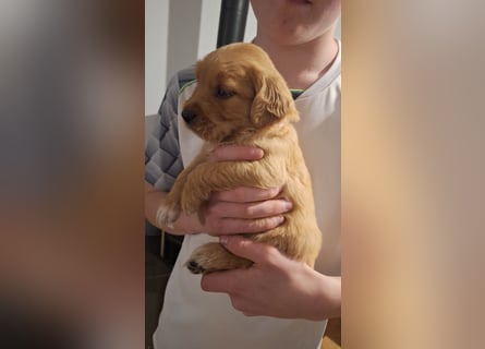 Golden Retriever Welpen