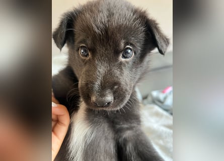 Süße Border Collie -Mudi mix Welpen