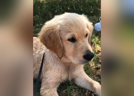 Golden Retriever Welpen/Creme x Dark Golden