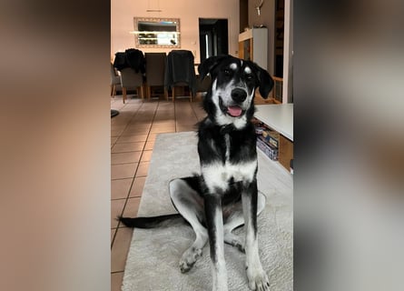 Raio sucht seinen Hof
