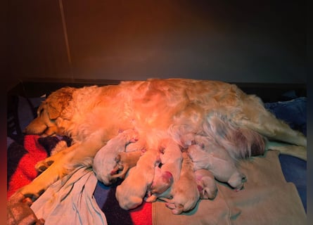süße reinrassige Goldenretriever Welpen geboren