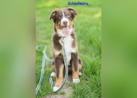 Australian Shepherd Welpen Rüden, ASCA