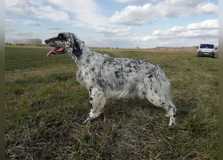 English setter Welpen (3 Rüden, 2 Hündinnen)