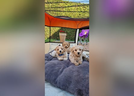 Maltipoo F 1 Welpen