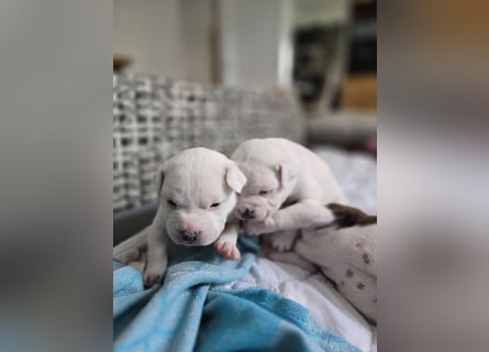 American Bulldog Welpen aus Hybrid/Standard Verpaarung ab Mitte Juni abzugeben, www.cocodin-bulls.de