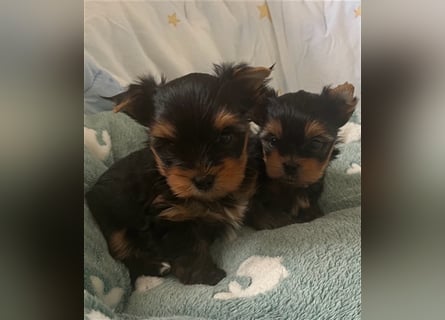 Yorkshire Terrier Welpen black and tan mit Ahnentafel