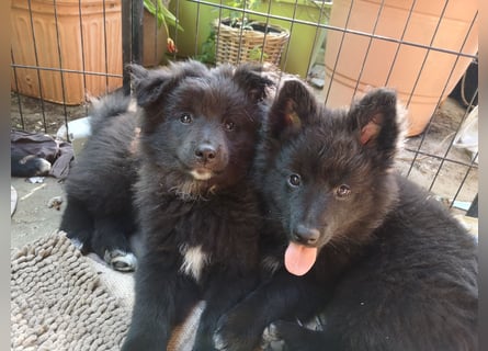 Spitz-Welpen aus liebevoller Hobbyzucht - Großspitz schwarz und grau - Deutsche Spitze