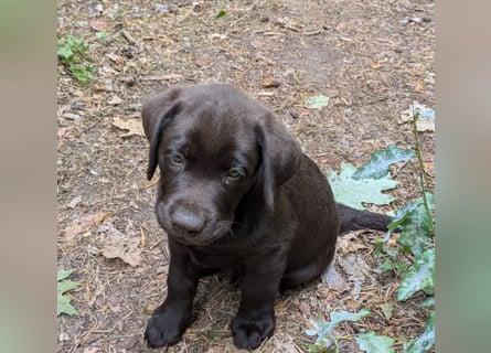 Wunderschönen Labrador Rüden