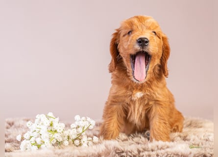 GoldenDoodle - medium mit welligem - lockigem Fell