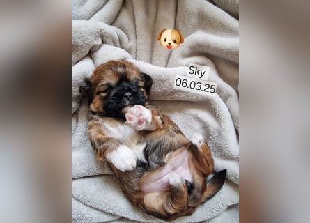 Unsere reinrassige Shih Tzu Hündin Sky sucht ab mitte Mai noch ihr neues Zuhause