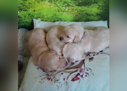 Reinrassige Labradorwelpen