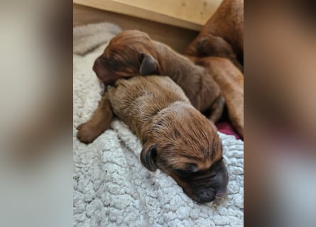 Rodesian Ridgeback Welpen im Kennel "Free Spirit"