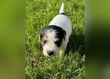 Jack Russel Terrier Welpen