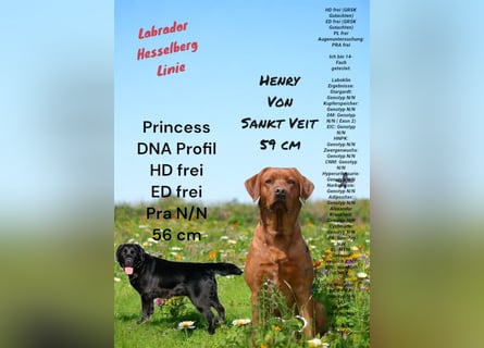 Labrador Welpen mit Ahnentafel