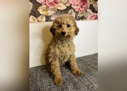 Maltipoo-Mädchen