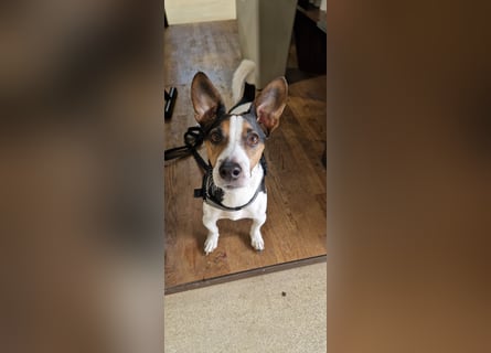 Reinrassiger Jack Russell Terrier