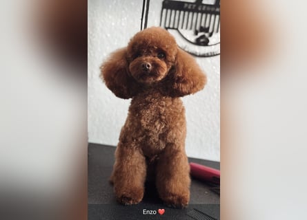 Maltipoo F 1 Welpen