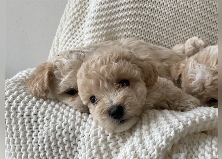 Traumhafte Maltipoo Welpen F1 Malteser Pudel