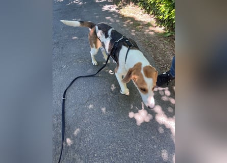 Familienhund Lona, zu besuchen in Bad Nauheim