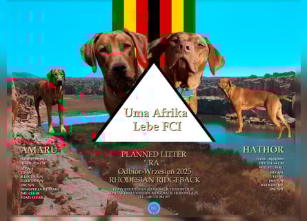Szczeniaki  Rhodesian Ridgeback/ Pies/Suka Rhodesian Ridgeback/ welpen rhodesian