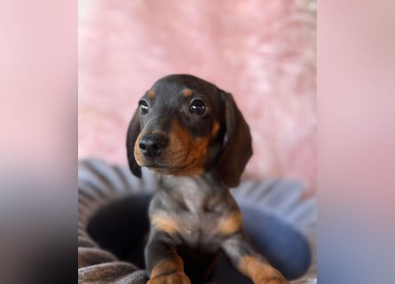 Zwergdackel, amerikanische Zwergdackel, Dackel Welpen , Tiger Dackel suchen tolle Familien