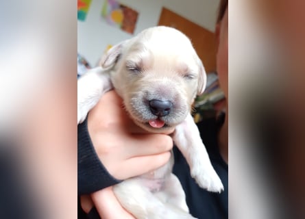 Golden Retriever Welpen/Creme x Dark Golden