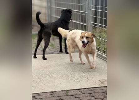 Adel – für Menschen, die lieber einen Hund richtig lieben als zwei halb“