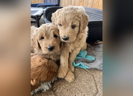 Goldendoodle mini Medium Doodle Abgabe an Pfingsten
