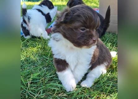 Bezaubernde Welpen aus Bolonka Zwetna und Pomeranian (Zwergspitz)