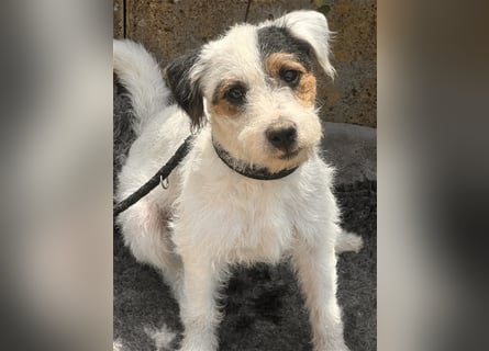 Wunderschöne Parson Jack-Russell Terrier Welpen, aus liebevoll. Hausaufzucht