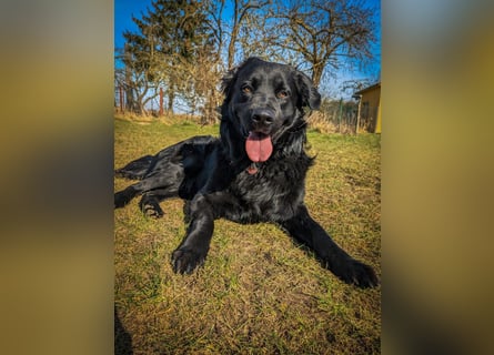Kaukase-Hovawart Mix sucht neues Zuhause