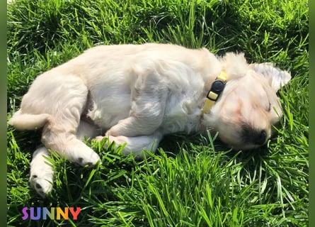Goldendoodle & Labradoodle Labrador+Golden+Retriever+Pudel Welpen