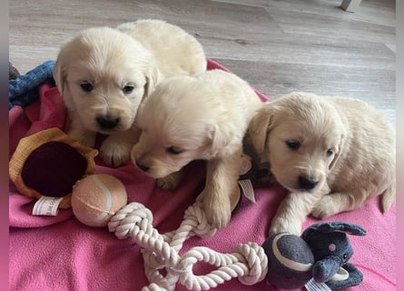 Golden Retriever Welpen abzugeben