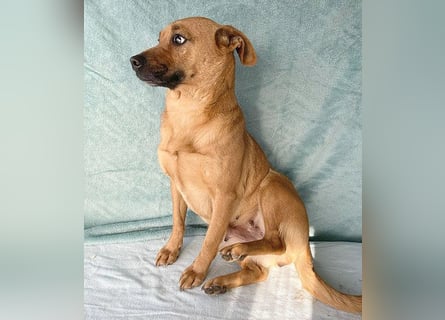(R) ❤️ liebenswerte MONA - 2 Jahre, 40cm/12kg - Mischling Typ Pinscher