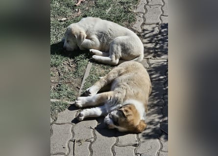Mittelasiatischer Schäferhund mit stammbaum