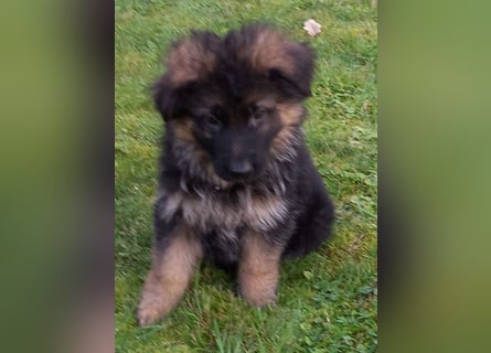 Schäferhund-Welpen 1 Rüde, 8 Hündinnen zu verkaufen