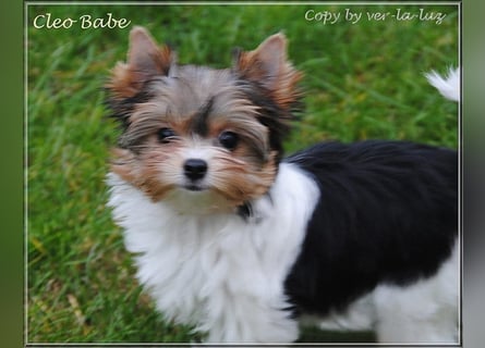 Yorkshire Terrier Welpen -verschiedene Farbgebungen u. Größen